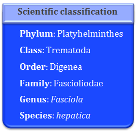 platyhelminthes, trematoda, digenea, fasciola, hepatica, fascioliodae